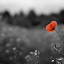 THE REDCOATS REMEMBER